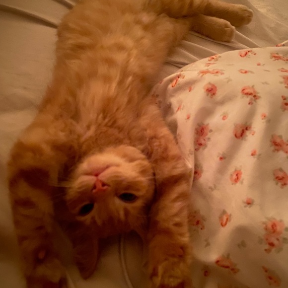 Meet your Posher, Kimberley - Picture 7 of 17